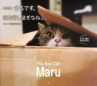 まるです。箱を愛しすぎなねこ。