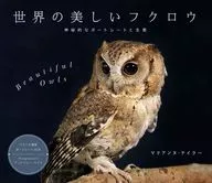 Beautiful owl of the world