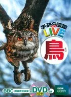 附DVD)鳥