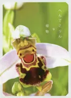 An oddly Korin plant