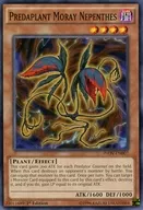 INOV-EN007 [N] : Predaplant Moray Nepenthes / Predatory Moray Nepenthes