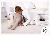 NEWS / Keiichiro Koyama / Horizontal ・ Whole body (with Tarumi cut) ・ Costume ・ White ・ Suit ・ Floor with both hands ・ Bent forward ・ Dog on the left ・ Background ・ White / Official Official photo