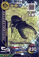 M-4-08 [Super Rare] : Para One Dorcus titanus