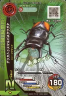 M-G3-14[N]：デリカトゥスマルバネクワガタ(キラ)