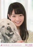 阪口珠美/丰胸·狗的抱枕/「TOKOTOTOKIMEKI MV>WebShop限定个别生写真