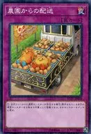 YCPC-JP003 [M] : Delivery from farm