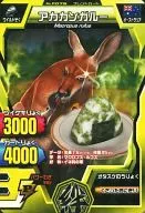 F-076 [Normal] : red kangaroo