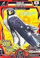 A-021 Normal : Peregrine falcon