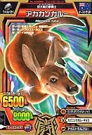A-055[五分熟]:KANGARU
