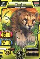 C18F-003：チーター