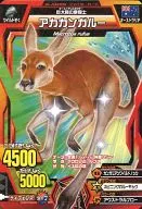 T18A-055 [Normal] : red kangaroo