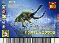 060：パプアキンイロクワガタ