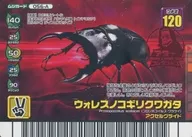 056-A [Kira Red] : El escarabajo de sierra de Wallace