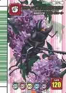 075:Latti陰莖光澤鍬形甲蟲