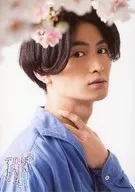 Ryo Matsuda / Bust Up / Cherry Blossom / Lovers in 「 I'll Go on a Date with You Tomorrow, Yesterday's 」 Special Bromide