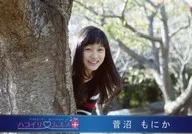 Hakoirimusume/菅沼螃蟹/橫型，豐胸，衣服青，白，紅，兩手垂，手前木/官方生寫真