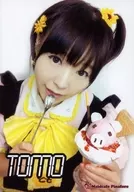 Maid Cafe Pinafoa / Tomo / Official Official photo