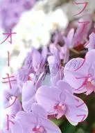 Moth orchid Orchid / マキハラノリカ