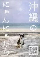 冲绳的猫咪们