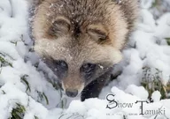 Snow Tanuki