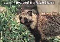 日の丸を背負ったたぬきたち
