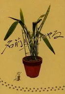 給你起個名字/天鏡須三須