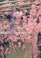 落华黎明/若林健