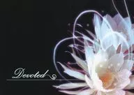 Devoted/高濑郁乃