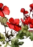 Primavera/Verano / Otoño/