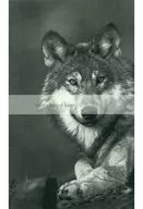 Entre chien et loup/ ukichi