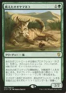 031/309[R]:【C17】Hungry Lynx/Hungry Lynx