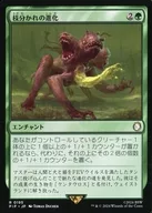 0195[R]：【PIP】枝分かれの進化/Branching Evolution