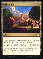 0261[C]：【TLE】興隆する木立/Thriving Grove