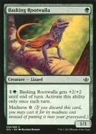 002/063[C]:【GVL】Basking Rootwalla/沐浴阳光的根稻草