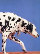 Pet Shop Boys Tour MCMLXXXIX