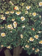 パンフ)日本美術院創立百周年記念展 【福岡展】